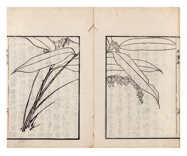 Item ID: 10326 Sasa no mi ki 竹實記 [Record of the Seeds of the...