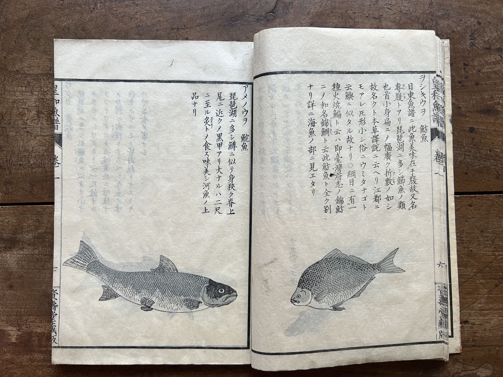 Kōwa gyofu 皇和魚譜 Catalogue of Fish from Our August Japan by Tanshū 栗本丹洲  KURIMOTO, author, Tsunenori 大淵常範 ŌBUCHI on JONATHAN A. HILL, BOOKSELLER, INC