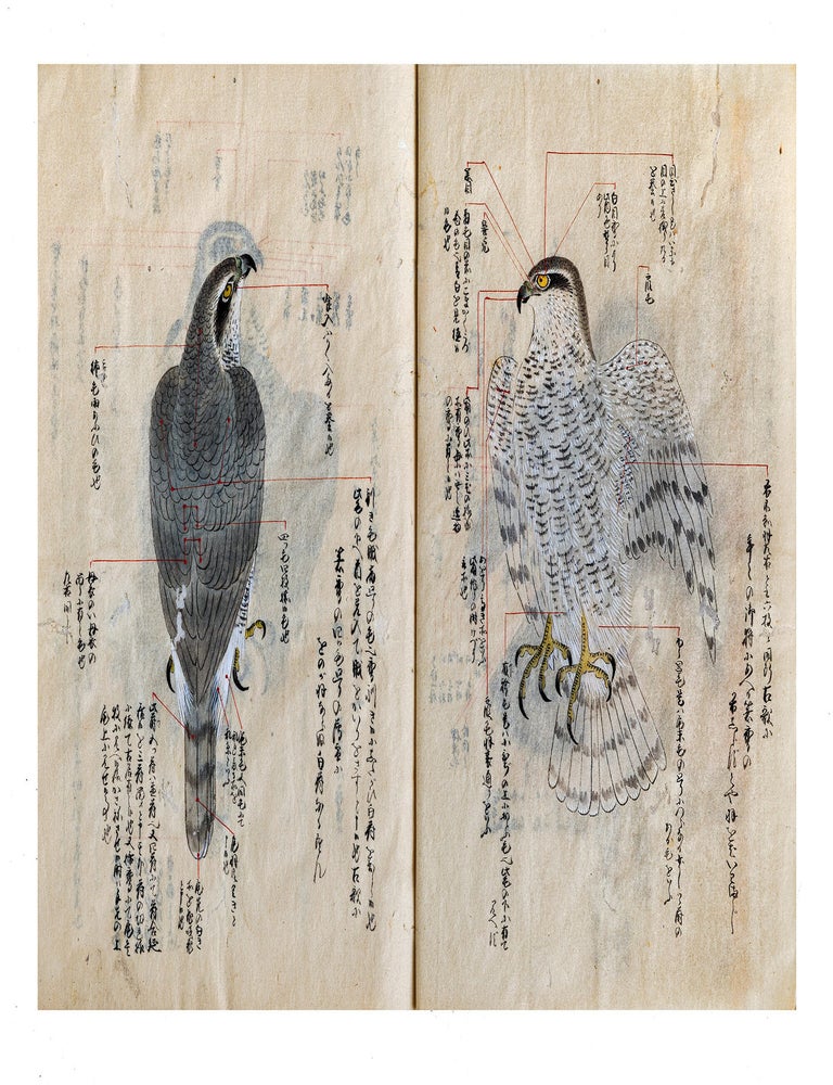 Item ID: 11548 Manuscript on paper, core title on manuscript labels on both upper covers: &ldquo;Yoshida ryū yōhō&rdquo; 吉田流鷹法 [&ldquo;Yoshida School of Falconry&rdquo;]; text title in first vol.: &ldquo;Yōjutsu shiki sho kan no hachi yakuhō bu&rdquo; 鷹術四季書巻之八薬法部 [&ldquo;Falconry in Four Seasons. Part VIII. Medicine & Treatment&rdquo;]; text title in second vol.: &ldquo;Yōjutsu shiki sho hinagata no bu&rdquo; 鷹術四季書雛形之部 [&ldquo;Falconry in Four Seasons. The Way of Falconry, Illustrated&rdquo;]. FALCONRY, VETERINARY MEDICINE.