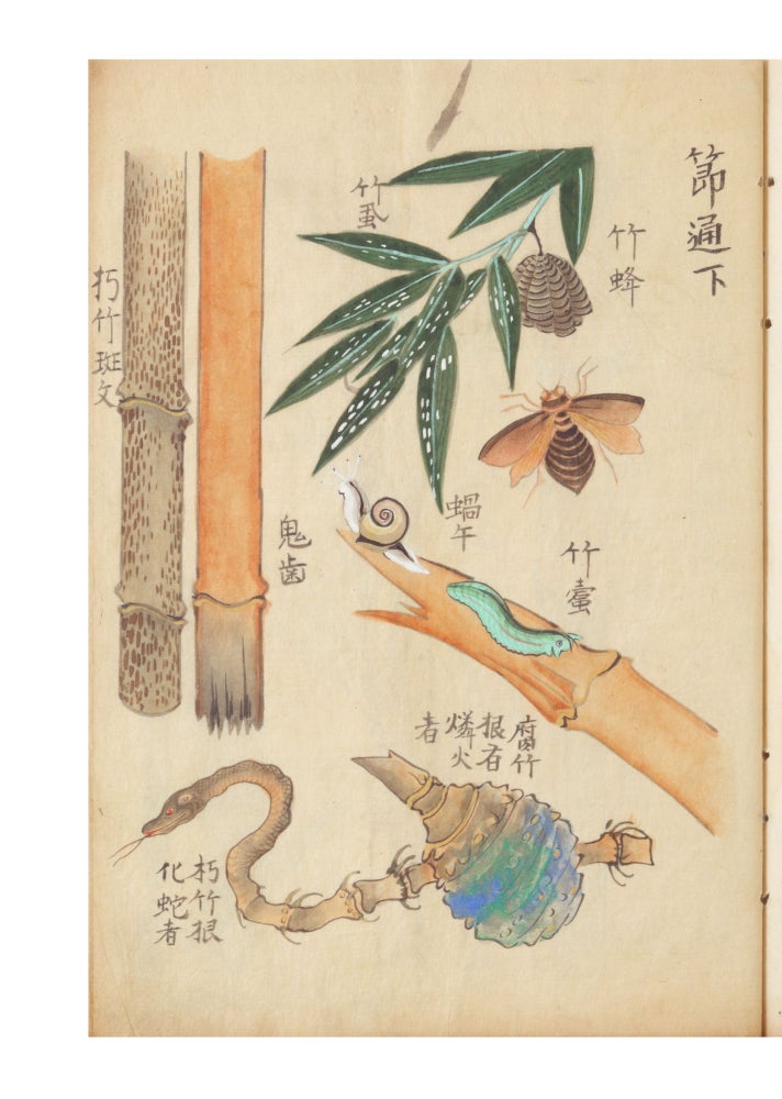 Item ID: 6538 A fine and beautiful album concerned with various genera of bamboo, how to draw...