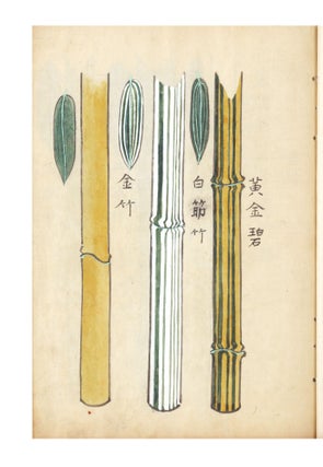 A fine and beautiful album concerned with various genera of bamboo, how to draw them calligraphically & by painting, the extraction of medicines from them, and how to render & situate the bamboo in a series of complex paintings. Our manuscript, written in Chinese characters but with references to Japanese names of the bamboo, has three titles on the first leaf: “Chikuho higa sho” [“Collection of Secret Methods of Drawing Bamboo”], “Chikuga hiden sho” [“Pictures of Bamboo using a Collection of Secret Methods here passed on”], & “Chikuho hichu sho” [“List of Secret Information about Bamboo”].