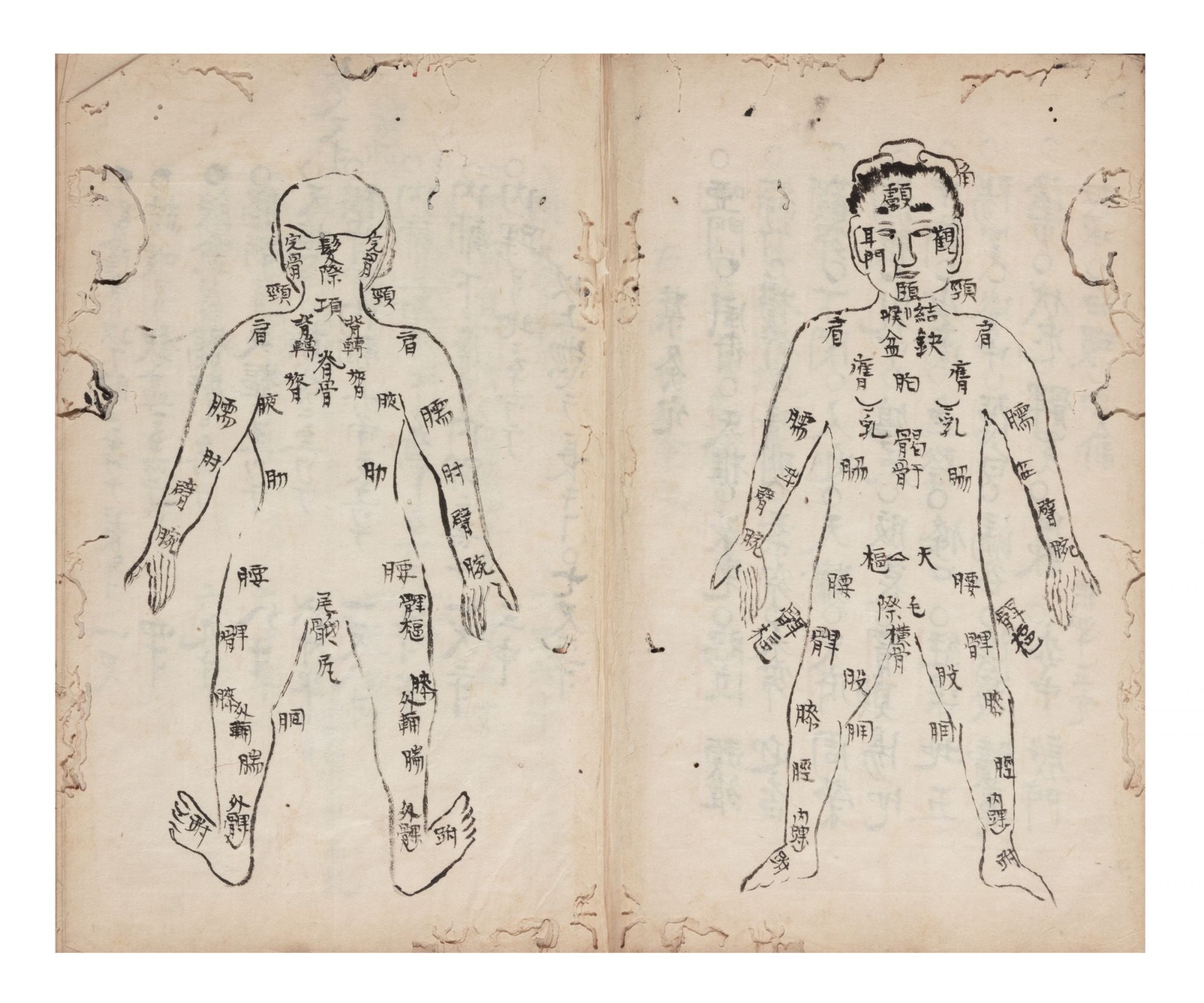 Manuscript on paper, entitled on the label of the upper cover “Kyuketsu  tekiyo” “Acupuncture Pressure Points, Suitable & Precise Usage” by  ACUPUNCTURE 