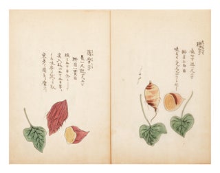 Illustrated manuscript on paper, entitled “Hansho [or Bansho] kai” [“Ryukyu Potatoes Explained”].