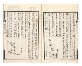 Akino nanakusa ko [Thoughts about Seven Herbs in Autumn].