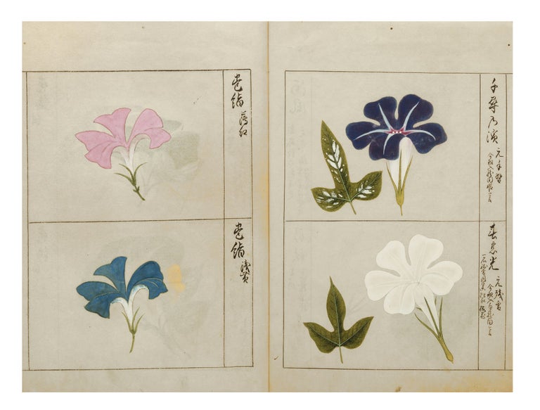 Item ID: 8848 Finely illustrated album, entitled on manuscript label on upper cover “Asagao fu” [“Pictures of Morning Glories”], a collection of 55 highly accomplished & beautifully rendered brush & color-wash paintings of morning glories. MORNING GLORIES ALBUM.