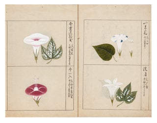 Finely illustrated album, entitled on manuscript label on upper cover “Asagao fu” [“Pictures of Morning Glories”], a collection of 55 highly accomplished & beautifully rendered brush & color-wash paintings of morning glories.
