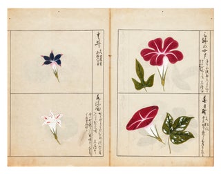 Finely illustrated album, entitled on manuscript label on upper cover “Asagao fu” [“Pictures of Morning Glories”], a collection of 55 highly accomplished & beautifully rendered brush & color-wash paintings of morning glories.
