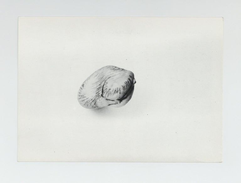 Item ID: 8968 Exhibition postcard: Giuseppe Penone (26 April-18 May 1980). Giuseppe PENONE