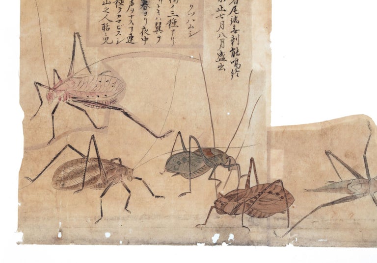 Item ID: 9016 174 sheets of exquisite paintings of insects, using brush, ink, & washes of many...
