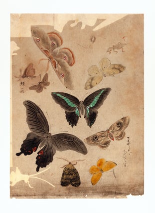174 sheets of exquisite paintings of insects, using brush, ink, & washes of many colors, well mounted in 29 stiff paper folders of archival quality (each folder 396 x 350 mm. when closed), all preserved in a modern wooden box.
