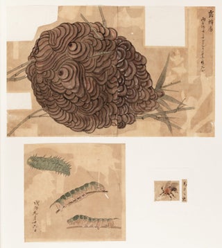174 sheets of exquisite paintings of insects, using brush, ink, & washes of many colors, well mounted in 29 stiff paper folders of archival quality (each folder 396 x 350 mm. when closed), all preserved in a modern wooden box.