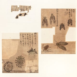 174 sheets of exquisite paintings of insects, using brush, ink, & washes of many colors, well mounted in 29 stiff paper folders of archival quality (each folder 396 x 350 mm. when closed), all preserved in a modern wooden box.