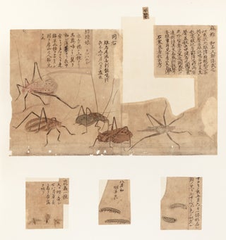 174 sheets of exquisite paintings of insects, using brush, ink, & washes of many colors, well mounted in 29 stiff paper folders of archival quality (each folder 396 x 350 mm. when closed), all preserved in a modern wooden box.