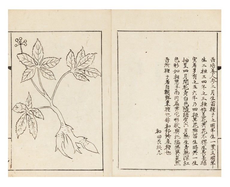 Item ID: 9211 Manuscript on paper, entitled on manuscript label on upper cover “Ninjin...