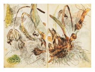 Two albums of drawings by Tsubaki Chinzan, containing more than 500 brush & ink drawings, heightened in color washes.
