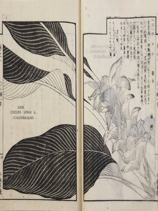 Sōmoku zusetsu 草木圖說 [Plants & Trees, Illustrated. Yokusai 飯沼慾齋 IINUMA.